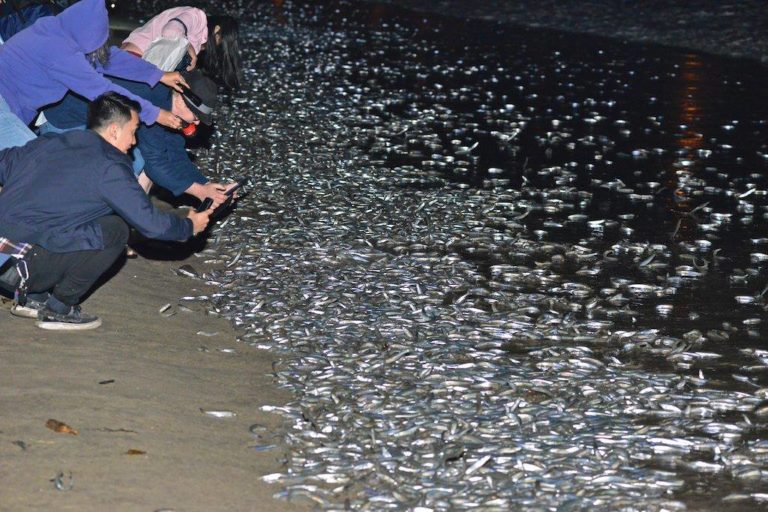 Here's the Schedule of Grunion Runs for 2023